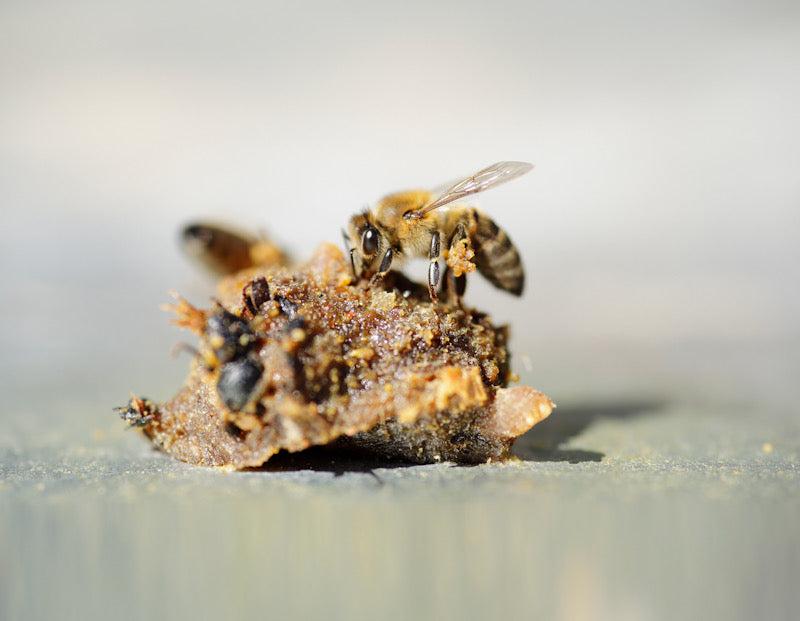 What is Propolis?