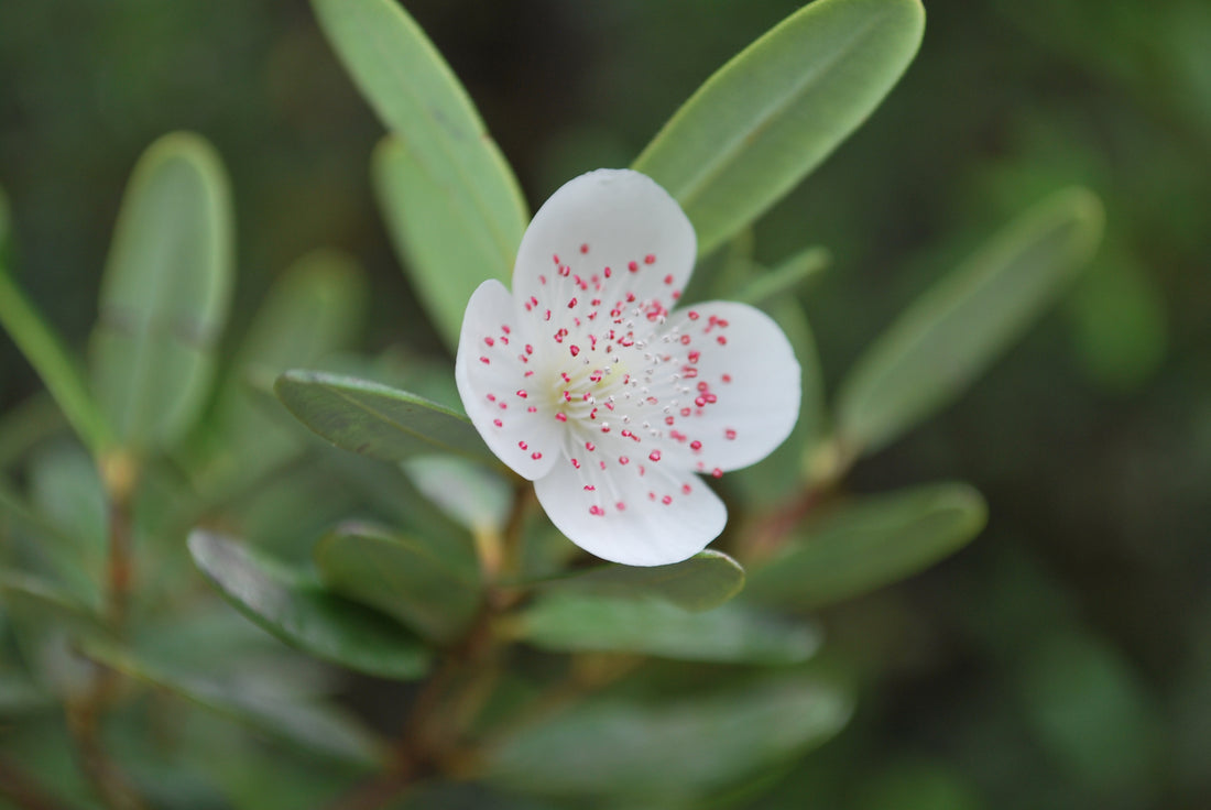 Tasmanian Leatherwood Honey: A Culinary Treasure from Pristine Wilderness