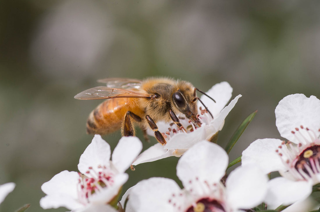 5 Ways We Enjoy Manuka Honey