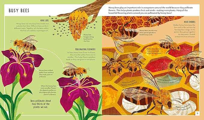 Honey Bee Young Zoologist