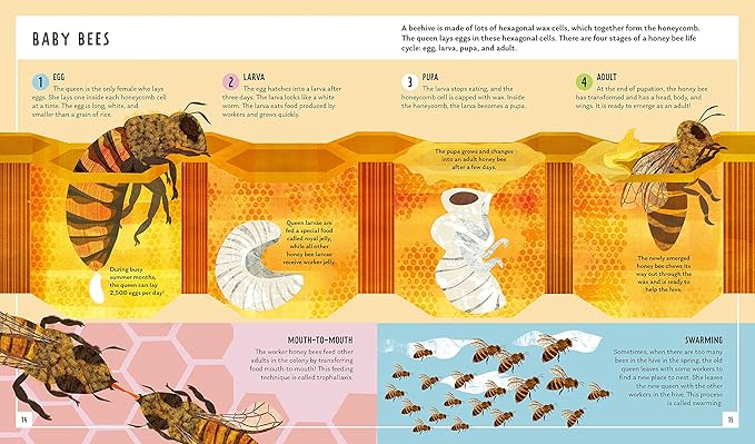 Honey Bee Young Zoologist
