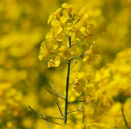 Canola Honey