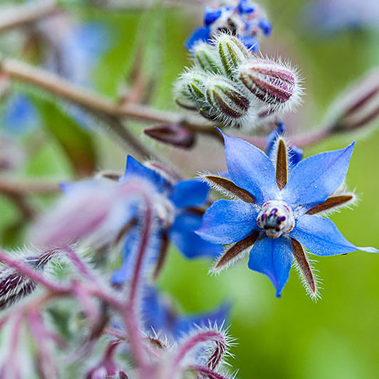 Borage Honey