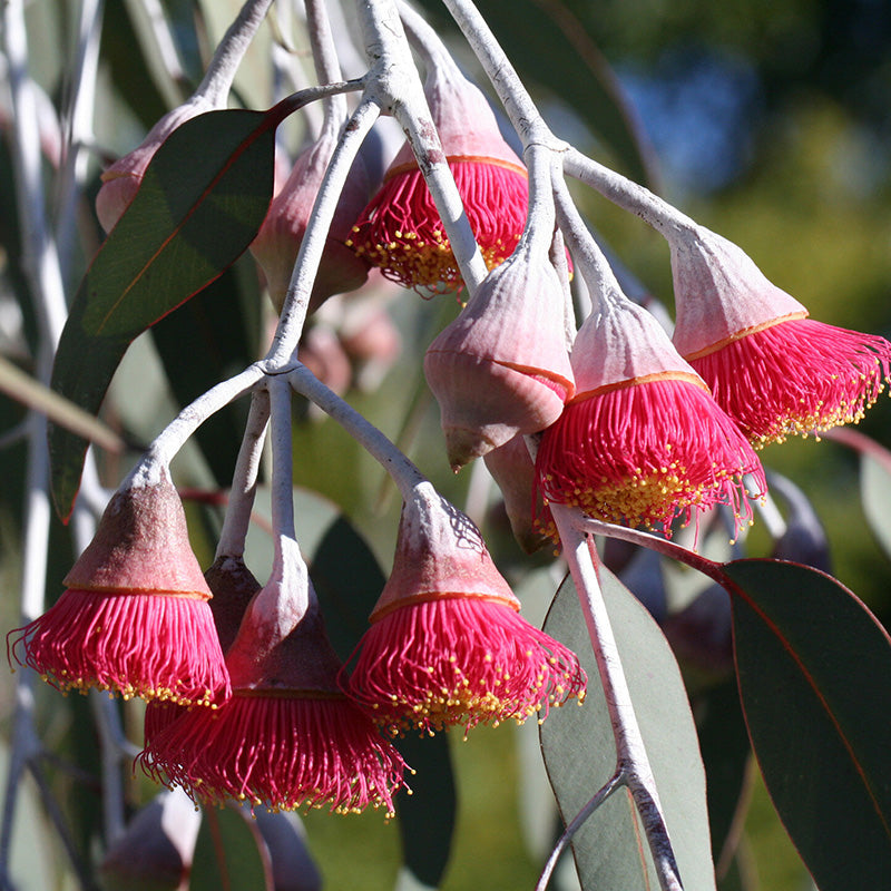 Eucalyptus Honey