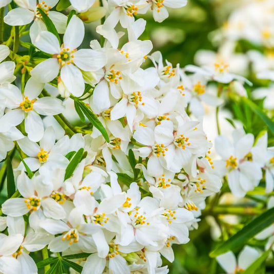 Orange Blossom Honey