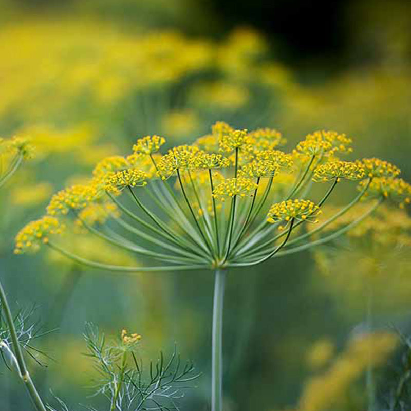 Fennel Honey