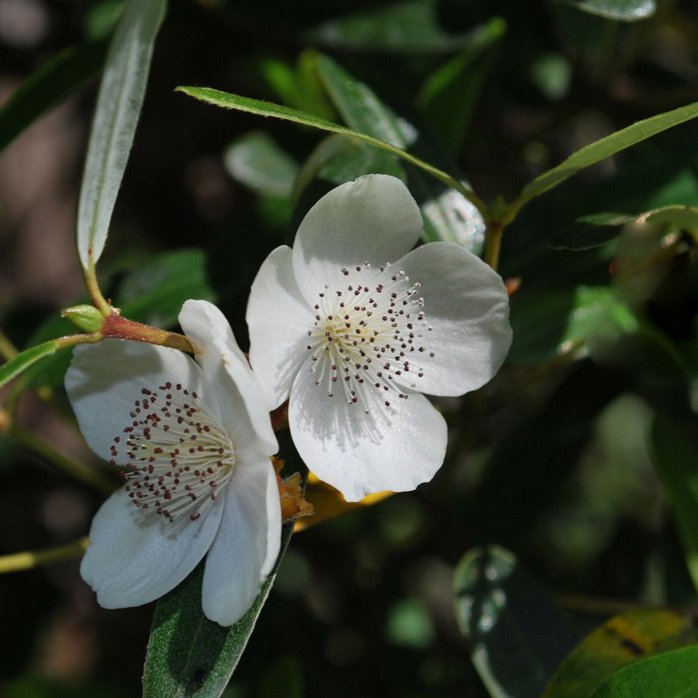 Creamed Leatherwood Honey