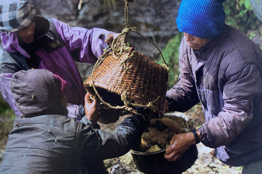 Bees Around the World: Nepal