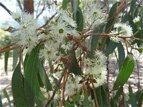 Stringy Bark Honey