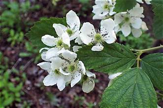 blackberry honey