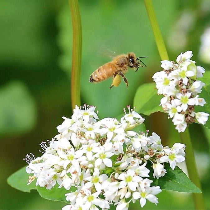 Buckwheat Honey