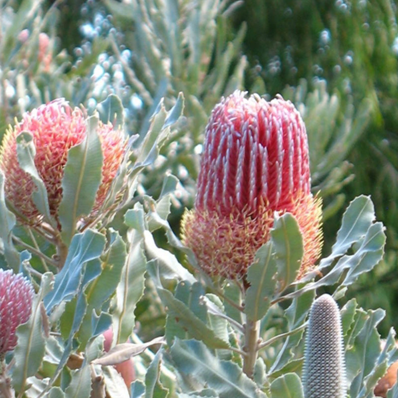 Creamed Banksia Honey