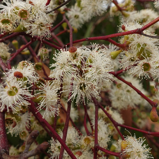 Brown Top Stringy Bark Honey