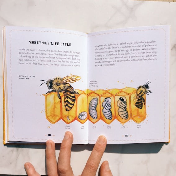 The Little Book of Bees by Hilary Kearney
