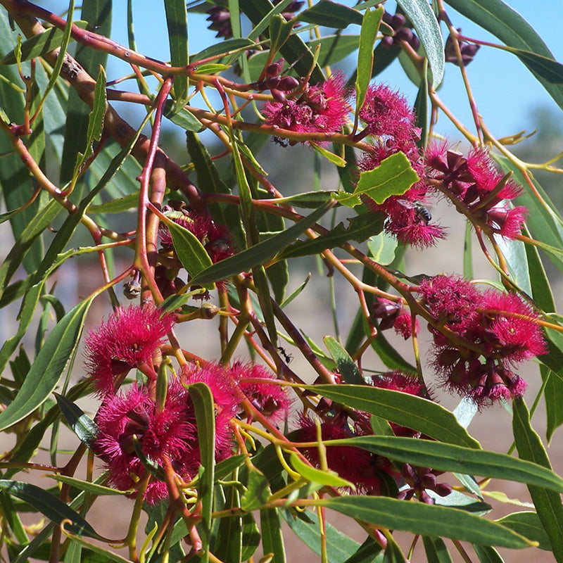 Mallee Honey